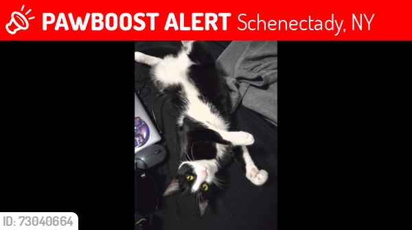Lost Female Cat last seen Manhattan exchange, union college, Schenectady, NY 12305