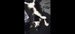 Lost Female Cat last seen Manhattan exchange, union college, Schenectady, NY 12305