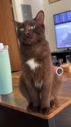 Lost Male Cat last seen ella sharp park, Jackson, MI 49203