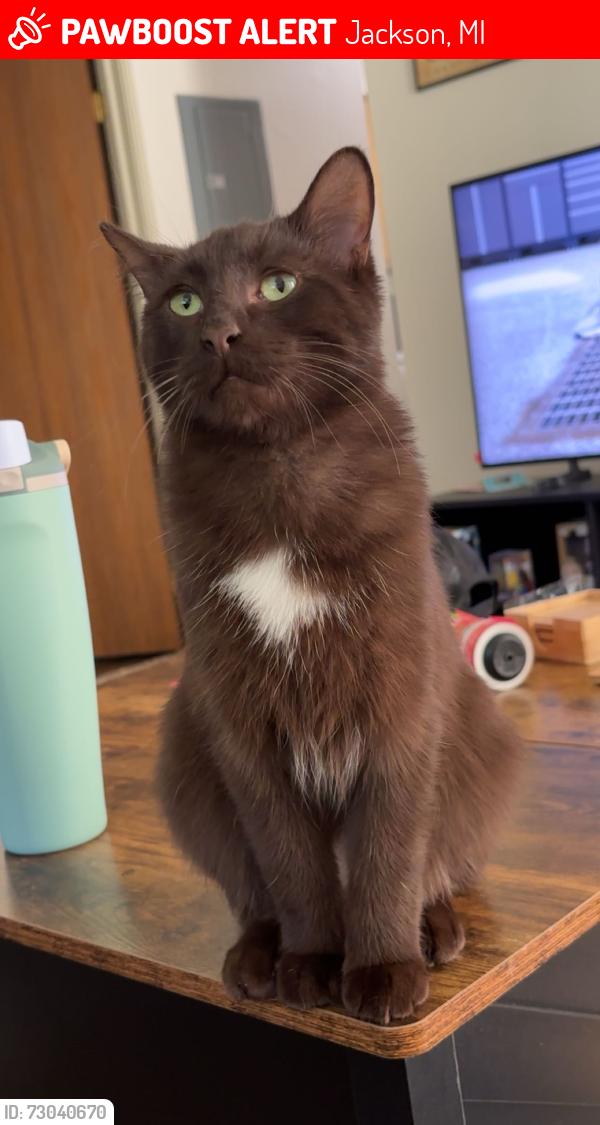 Lost Male Cat last seen ella sharp park, Jackson, MI 49203