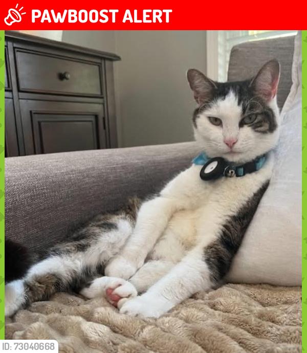 Lost Male Cat last seen Rockbridge and Ivy Glen Circle, Avondale Estates, GA 30002
