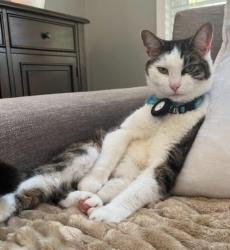 Lost Male Cat last seen Rockbridge and Ivy Glen Circle, Avondale Estates, GA 30002