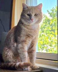 Reunited Male Cat last seen Gilroy drive and Shropshire Drive / Gilroy drive and brigstock road, Toronto, ON M1P 1Z9