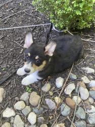 Reunited Male Dog last seen Fixchasr run, Fort Wayne, IN 46825