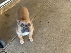 Reunited Male Dog last seen Steamer Ln and Wilson, Perris, CA 92571