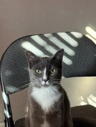 Lost Male Cat last seen Sossaman Rd & Baseline, Mesa, AZ 85209