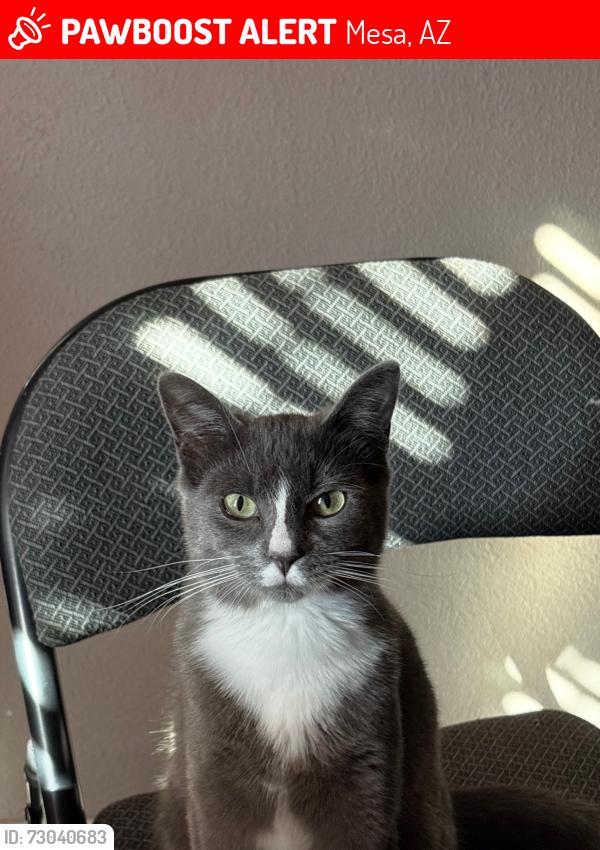 Lost Male Cat last seen Sossaman Rd & Baseline, Mesa, AZ 85209