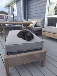 Lost Female Cat last seen Woodvale road west and 36 A ave , Edmonton, AB T6L 1E6