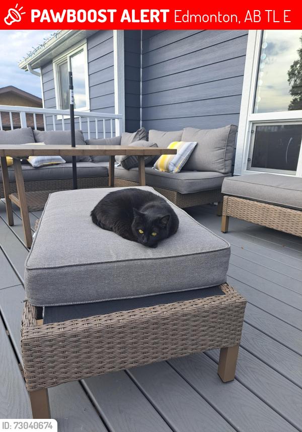 Lost Female Cat last seen Woodvale road west and 36 A ave , Edmonton, AB T6L 1E6