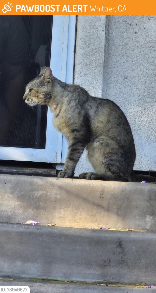 Found/Stray Male Cat last seen Dittmar ave, Whittier, CA 90605
