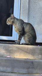 Found/Stray Male Cat last seen Dittmar ave, Whittier, CA 90605
