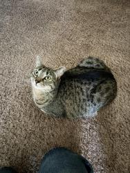 Lost Female Cat last seen Adelaide by the park, Meridian, ID 83642