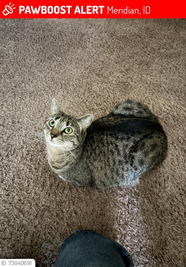 Lost Female Cat last seen Adelaide by the park, Meridian, ID 83642