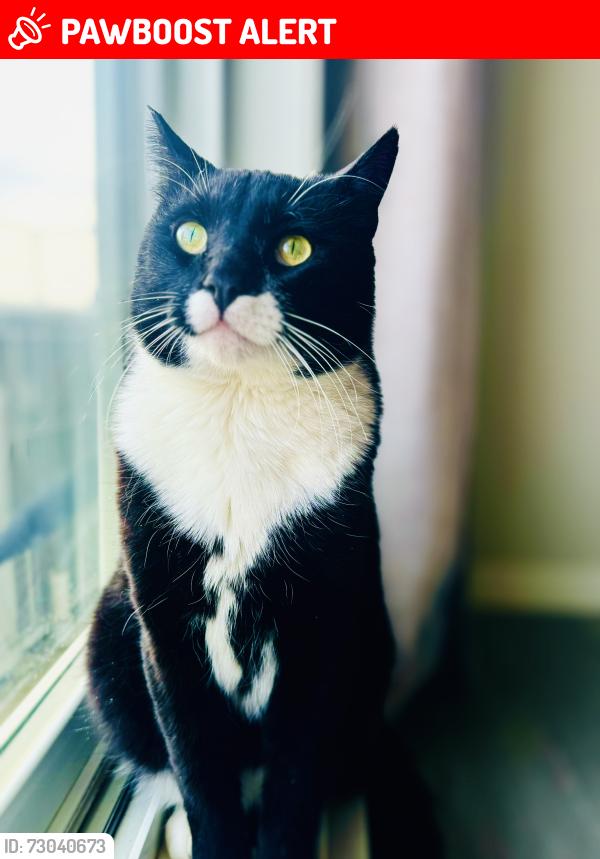 Lost Male Cat last seen Saffron Ln Hammonds Plains , Upper Hammonds Plains, NS B4B 1P2