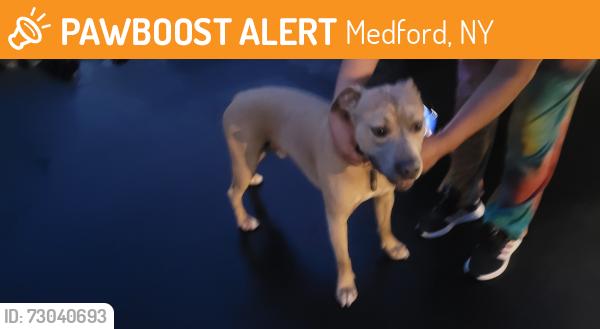 Found/Stray Male Dog last seen Southheaven ave, Medford, NY 11763