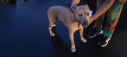 Found/Stray Male Dog last seen Southheaven ave, Medford, NY 11763