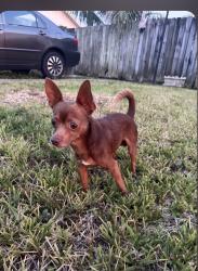 Found/Stray Male Dog last seen 124th Ave hmstd Florida, High Springs, FL 32643
