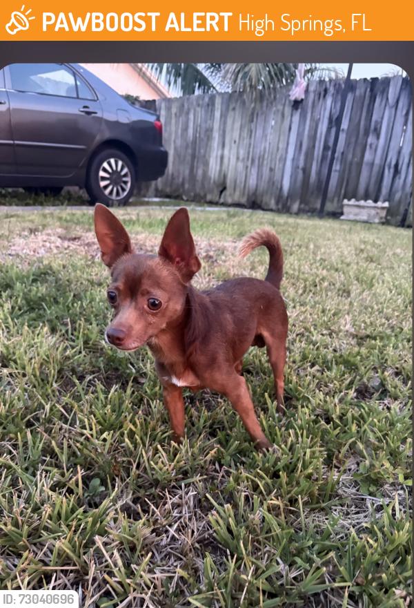 Found/Stray Male Dog last seen 124th Ave hmstd Florida, High Springs, FL 32643