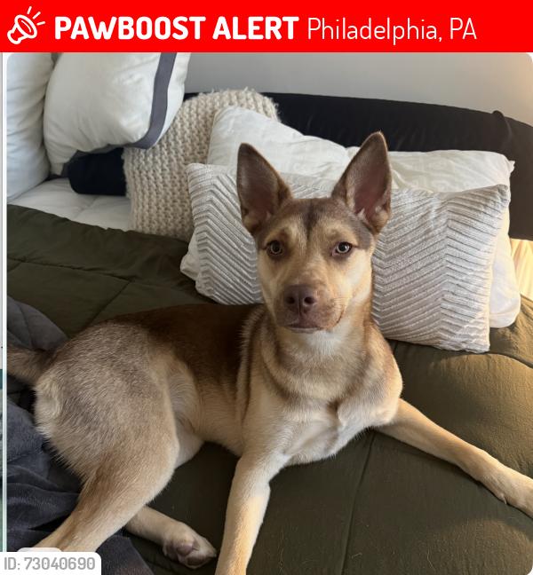Lost Male Dog last seen Near N. 4th St., Philadelphia, PA 19123