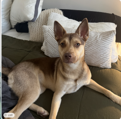 Lost Male Dog last seen Near N. 4th St., Philadelphia, PA 19123