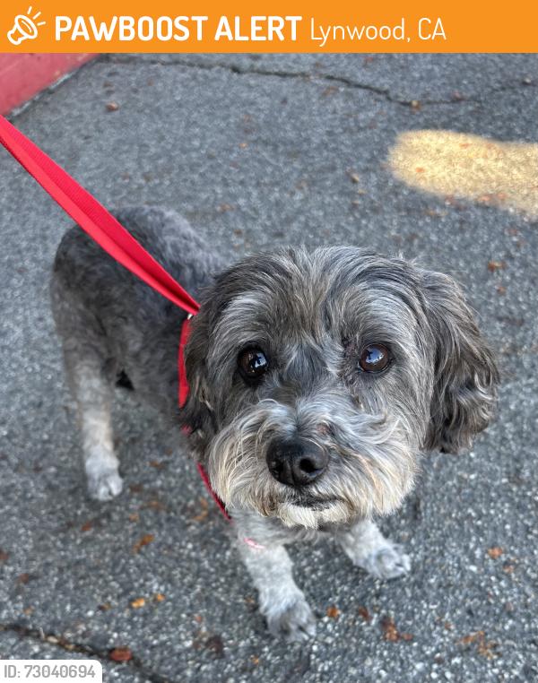 Found/Stray Male Dog last seen Imperial and Atlantic , Lynwood, CA 90262