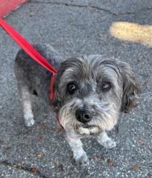 Found/Stray Male Dog last seen Imperial and Atlantic , Lynwood, CA 90262