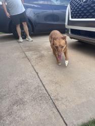Found/Stray Unknown Dog last seen Westbury, Yukon, OK 73099