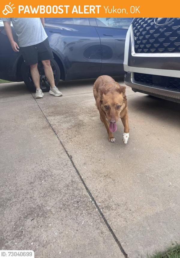 Found/Stray Unknown Dog last seen Westbury, Yukon, OK 73099