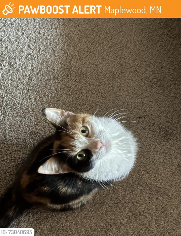 Found/Stray Female Cat last seen Holloway Ave & Myrtle St, Maplewood, MN 55109