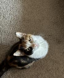 Found/Stray Female Cat last seen Holloway Ave & Myrtle St, Maplewood, MN 55109