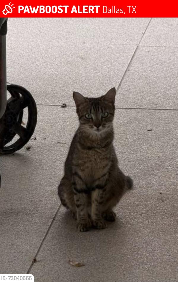Lost Female Cat last seen Merrell Rd / Marsh Ln, Dallas, TX 75229
