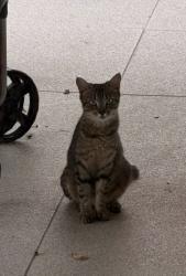 Lost Female Cat last seen Merrell Rd / Marsh Ln, Dallas, TX 75229