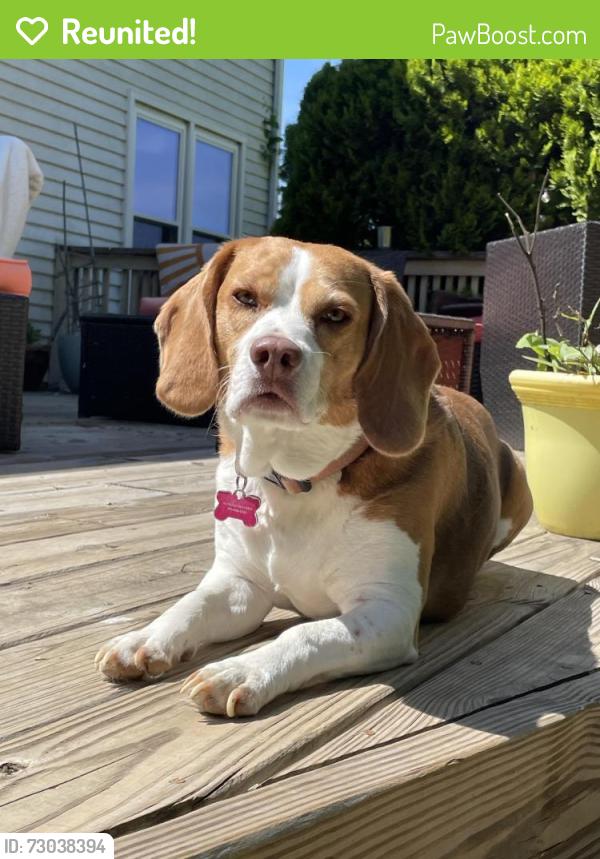 Reunited Female Dog last seen Crawford & broadwood, Rockville, MD 20851