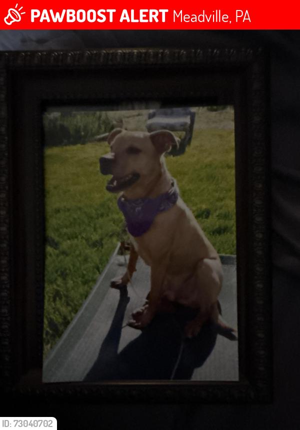 Lost Male Dog last seen Hartman, Meadville, PA 16335