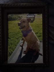 Lost Male Dog last seen Hartman, Meadville, PA 16335