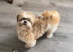 Lost Male Dog last seen Nine Mile, Richmond, VA 23223