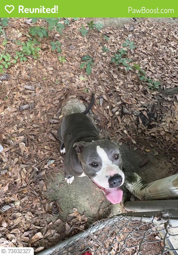Reunited Male Dog last seen Lithonia high school , Redan, GA 30058