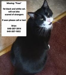 Lost Female Cat last seen Near wyndham place, Robbinsville Township, NJ 08691