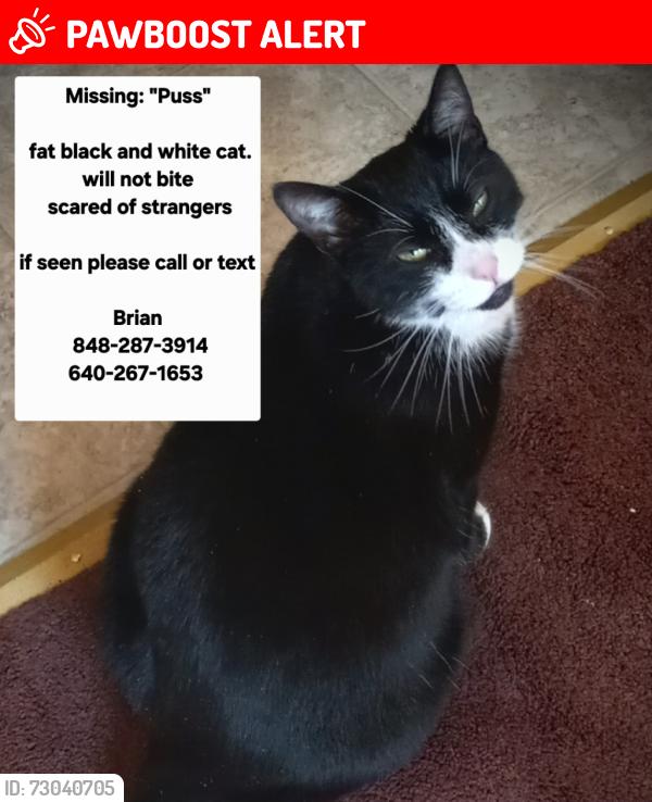 Lost Female Cat last seen Near wyndham place, Robbinsville Township, NJ 08691