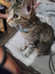 Found/Stray Female Cat last seen 14th Avenue and Madison Avenue, Paterson, NJ 07501