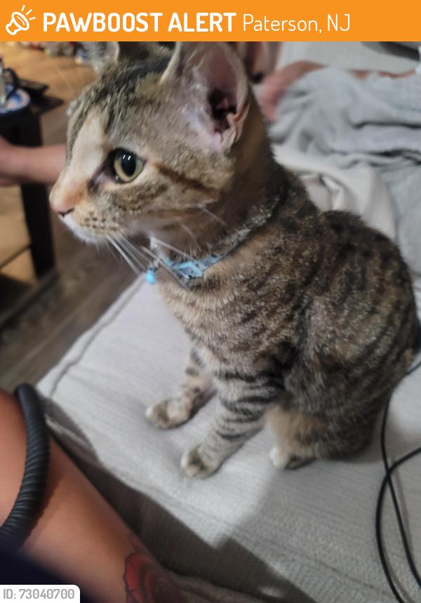 Found/Stray Female Cat last seen 14th Avenue and Madison Avenue, Paterson, NJ 07501