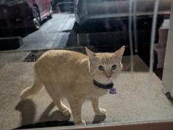 Found/Stray Unknown Cat last seen Indian lakes, Virginia Beach, VA 23464