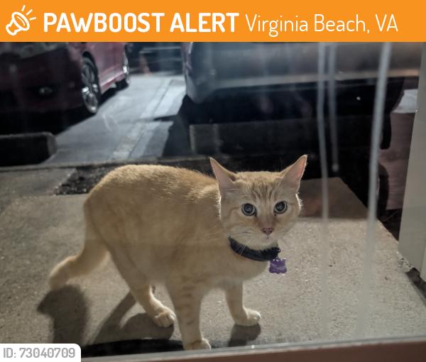 Found/Stray Unknown Cat last seen Indian lakes, Virginia Beach, VA 23464