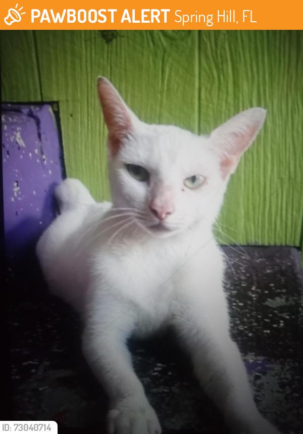 Found/Stray Female Cat last seen Susan drive Springhill , Spring Hill, FL 34606
