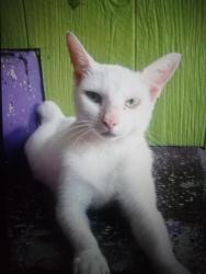 Found/Stray Female Cat last seen Susan drive Springhill , Spring Hill, FL 34606