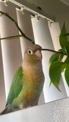 Lost Unknown Bird last seen A street, Hayward, CA 94541