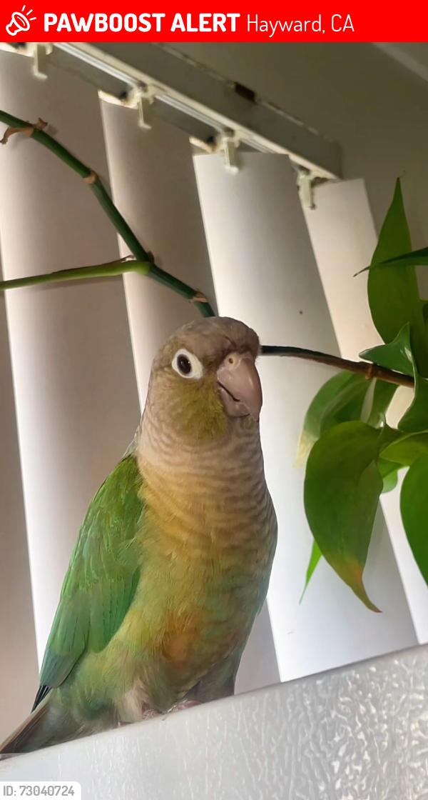 Lost Unknown Bird last seen A street, Hayward, CA 94541