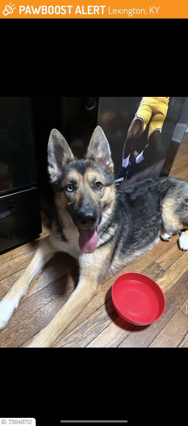 Found/Stray Unknown Dog last seen Waller ave, Lexington, KY 40503