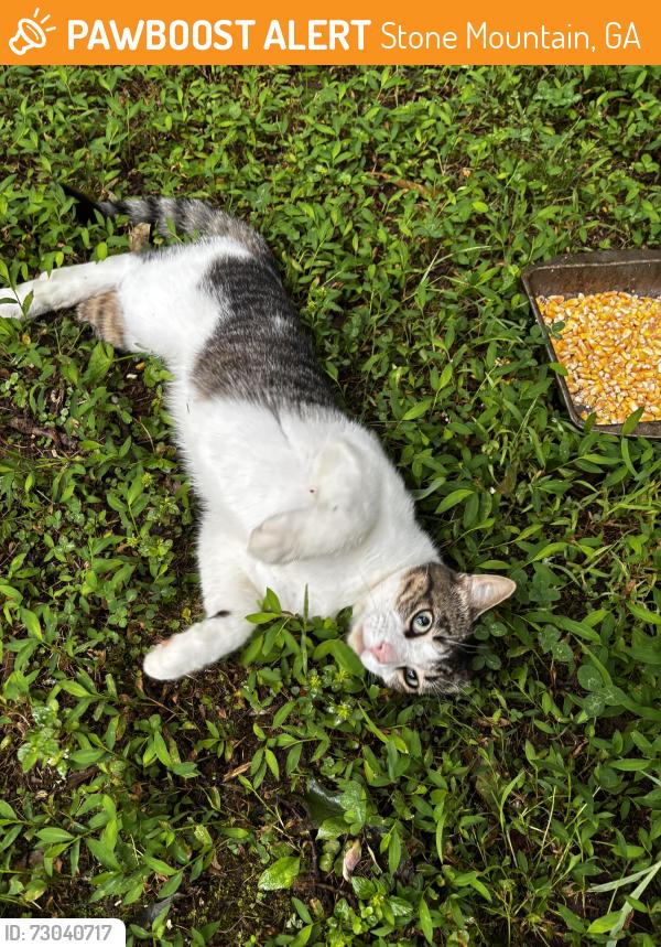 Found/Stray Male Cat last seen Rockbridge and Martin , Stone Mountain, GA 30088