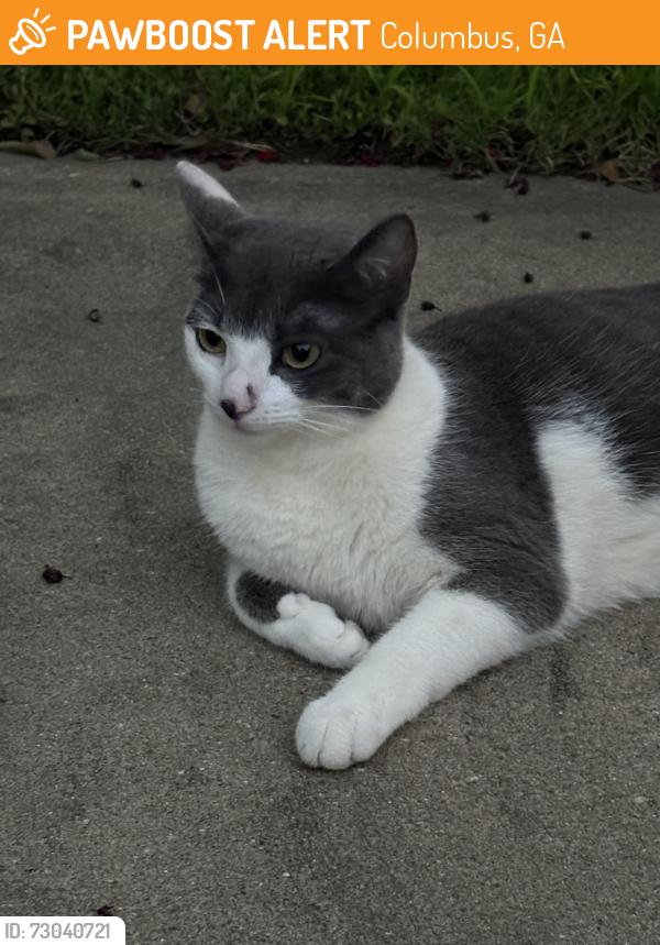 Found/Stray Unknown Cat last seen Stoneridge Drive (end of street), Columbus, GA 31909